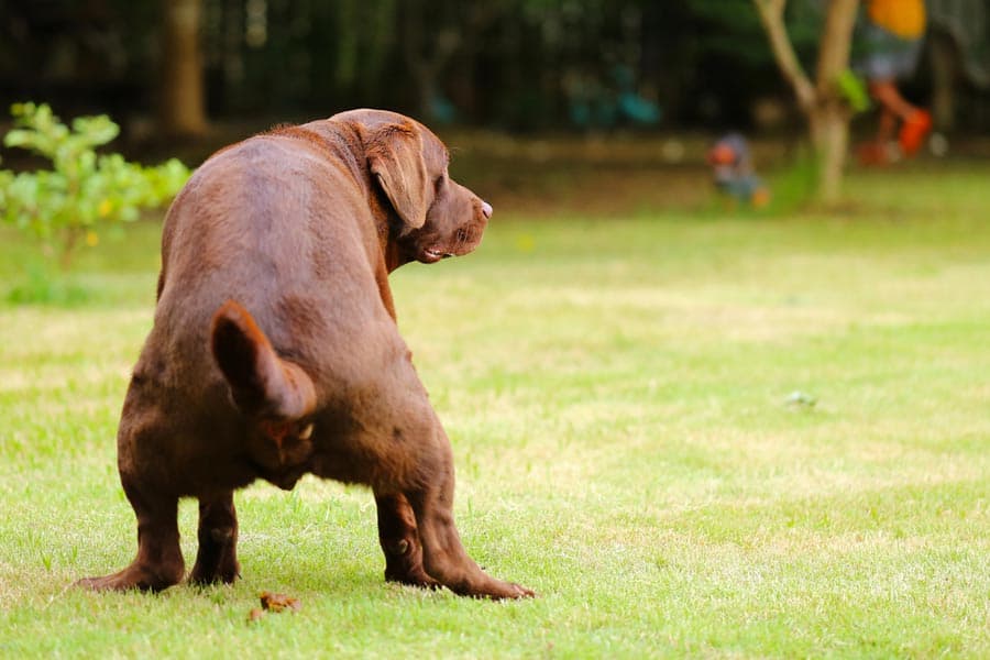 گه سگ تقلبی